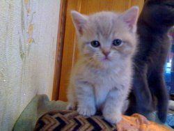 британские котята