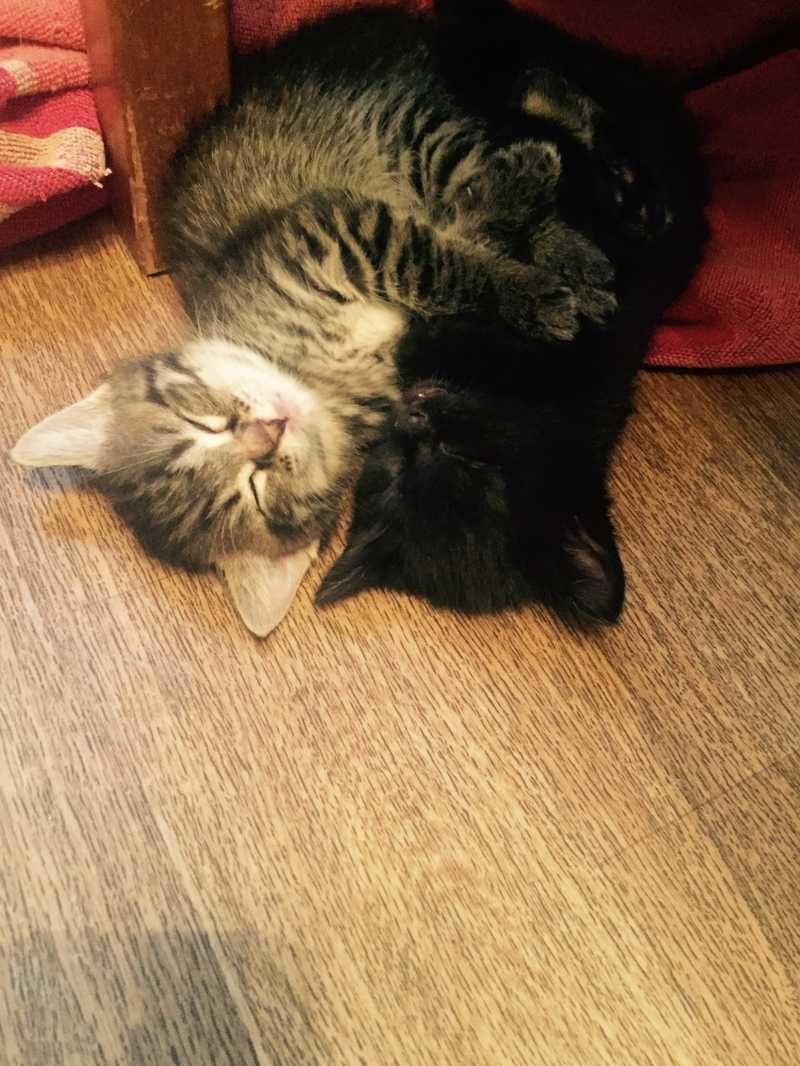 Отдам в хорошие руки чёрного котёнка