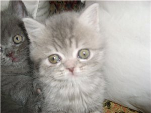 британские и шотландские вислоухие котята