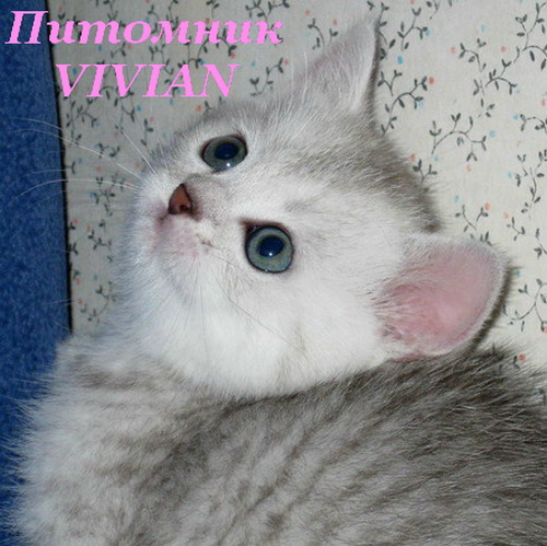 Британские котята вискас ШОУ класс