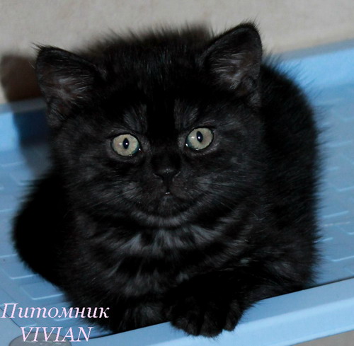 Британские котята чернобурка из питомника