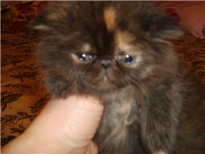 персидские котята, кошечки