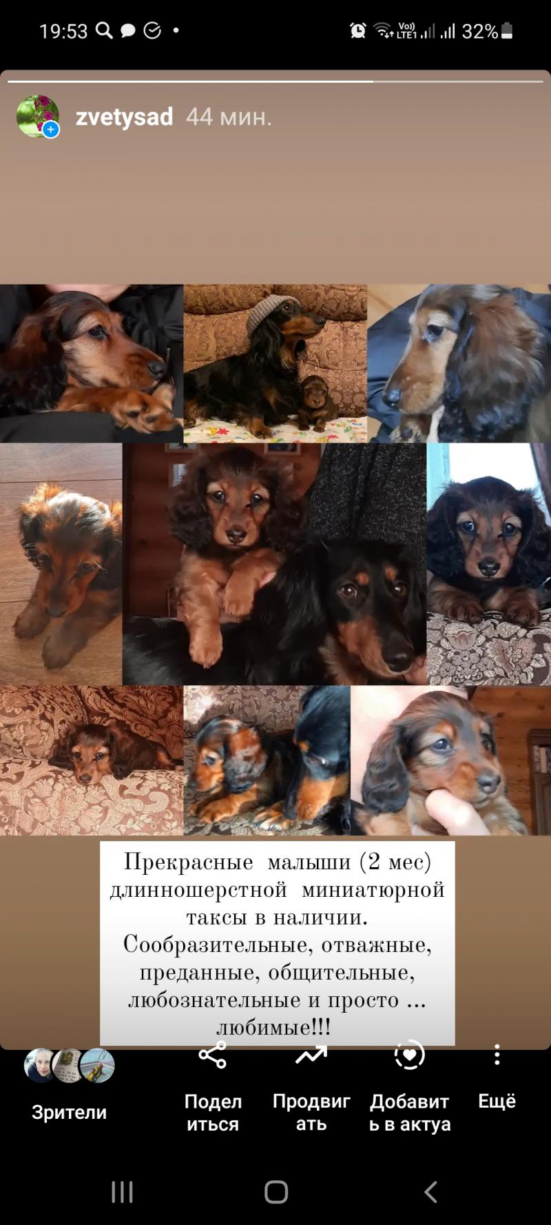 Продаю щенков таксы мини длинношерстной