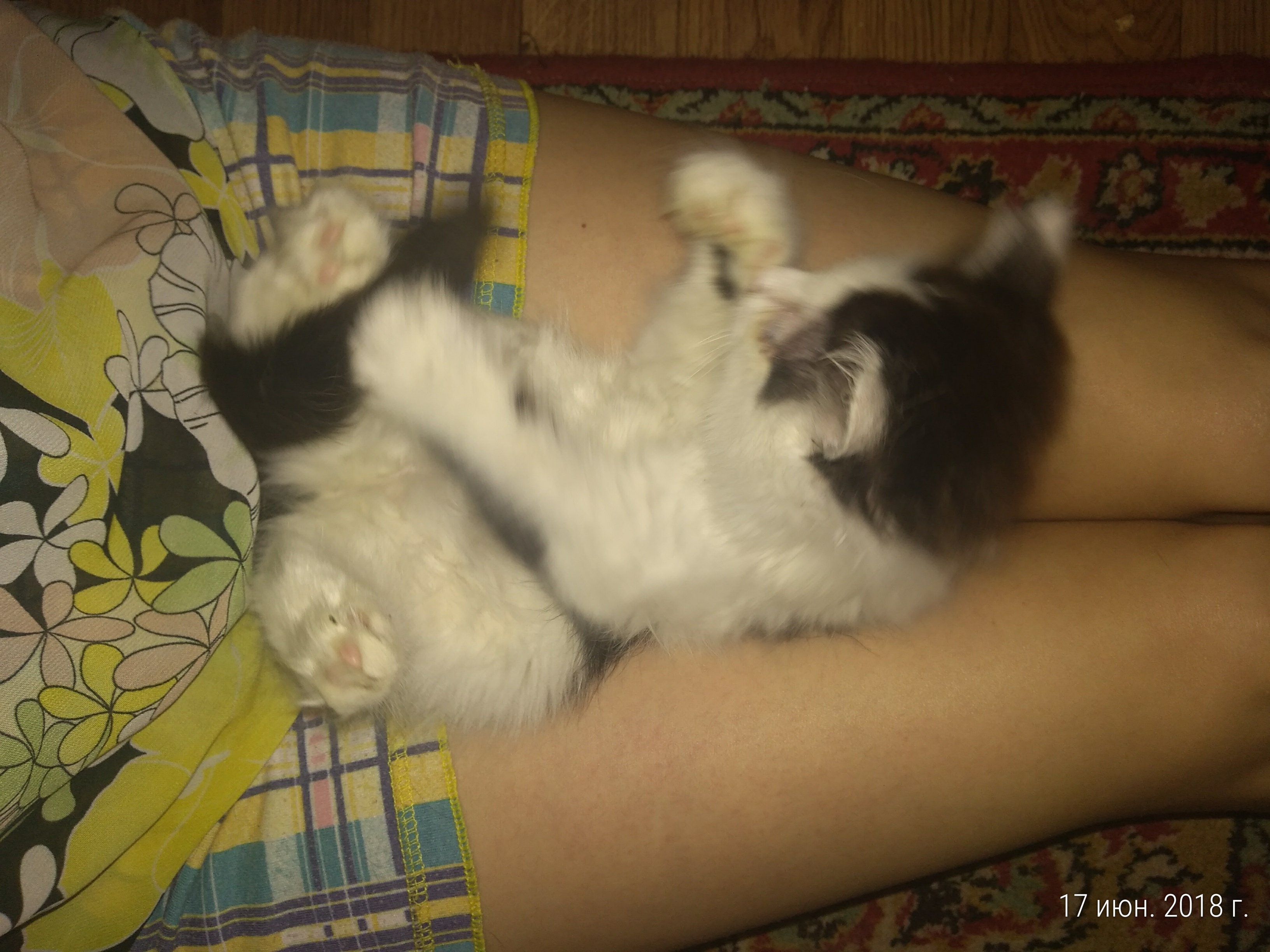 Котенок ищет дом