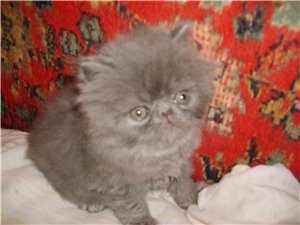 Персидские котята