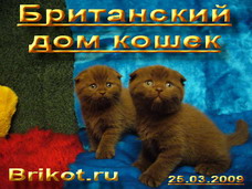 Британский Дом Кошек
