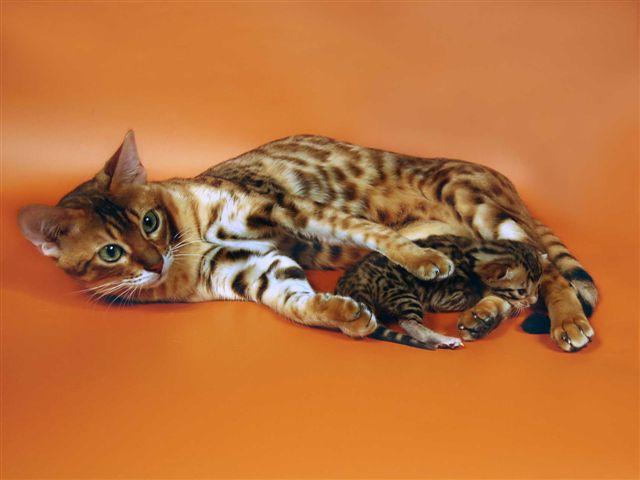 Окрас Бенгальских Кошек Фото