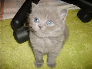британские котята