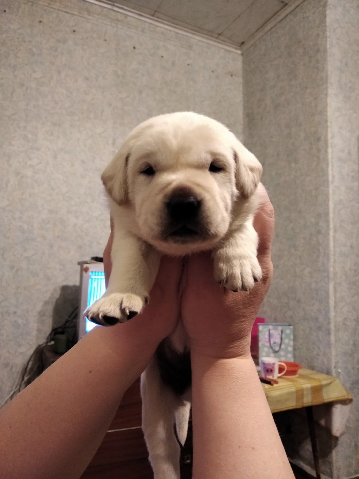 Продажа Щенки лабрадора