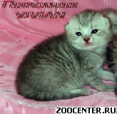 ���������� ��������� ������ �� ��������� VIVIAN