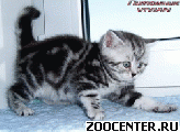 ���������� ��������� ������ �� ��������� VIVIAN