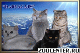 ���������� ������ �� ��������� DARYACATS