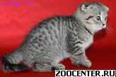 �������� Lucky Cats. ��������� ��������� �������, ����� ���