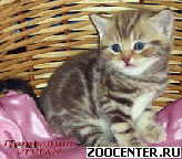 ���������� ��������� ������ �� ��������� VIVIAN