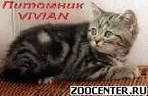 ���������� ������ ��������� ��������� �� ��������� VIVIAN