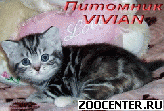 ���������� ������ ��������� ��������� �� ��������� VIVIAN
