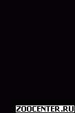 ������ - ��������� � ���