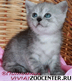 ���������� ������ ������ �� ��������� VIVIAN