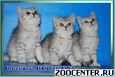 ���������� ������ ����������� ������� �� ��������� DARYACATS