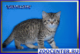 ����������� ������ �������� �� ��������� Daryacats