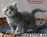 ���������� ������� ������ �� ��������� VIVIAN