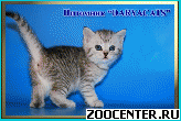 ���������� ������ ����������� ������� �� ��������� Daryacats