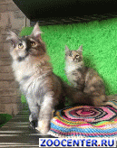 ������ ���� ���