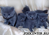 �������� ����������� ��������� Scottish-fold � ��������� Scottish-straight ������