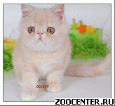 ������������ �������� ������. ������