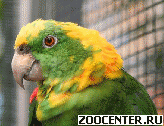 ���������� ����������� ������ (Amazona auropalliata caribae) - ������ ������ �� ���������� ������