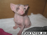 ������ ���������� �������! �������� Amore Mew!