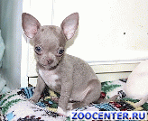 
Chihuahua puppies rare colors from super mini to standard