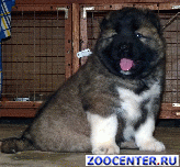 
Caucasian shepherd puppies for sale