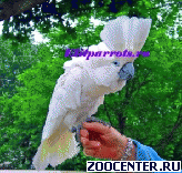 ���������� ������ (Cacatua alba) - ������ ������ �� ���������� ���. ��������� CITES