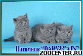 ���������� ������ �������� ������ �� ��������� Daryacats