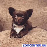 ����� ��������