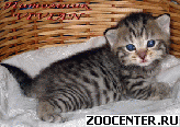 ���������� �������� ������ �� ��������� VIVIAN