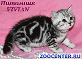 ���������� ������ ������ ������ �� ������� �� VIVIAN