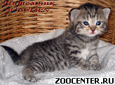���������� �������� ������ �� ��������� VIVIAN