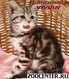 ���������� ������ ���������� ������ �� ������� �� ��������� VIVIAN