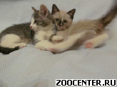 ������ ���� ������)