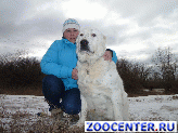 Central Asian shepherd puppies