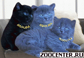 ���������� ������ �� ��������� Ridolina