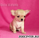 �������� ������� - ���������
