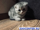 ����������� ��������� � ��������� ������
