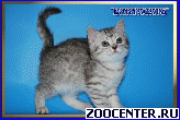 ���������� ������ ����������� ����� ������ �� ��������� Daryacats