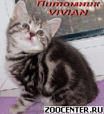 ���������� ��������� ������ �� ��������� VIVIAN
