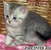 ���������� ������� ������ ������ �� ��������� VIVIAN