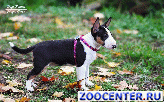 
Girl miniature bull Terrier
