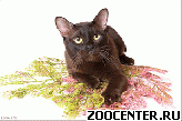 ����� ���������� �����